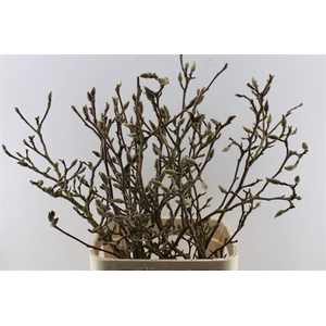 Magnolia Grandiflora Ex