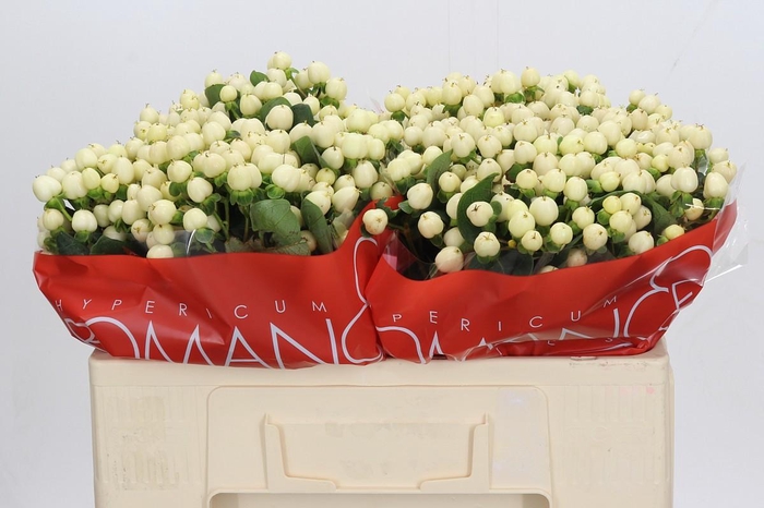 <h4>Hypericum Cool Romance</h4>