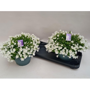 CAMP PORTENSCHLAGIAN