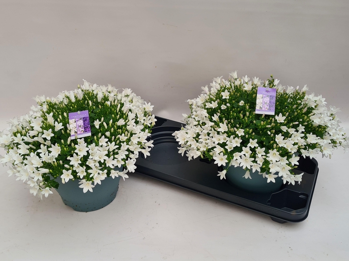 <h4>CAMP PORTENSCHLAGIAN</h4>