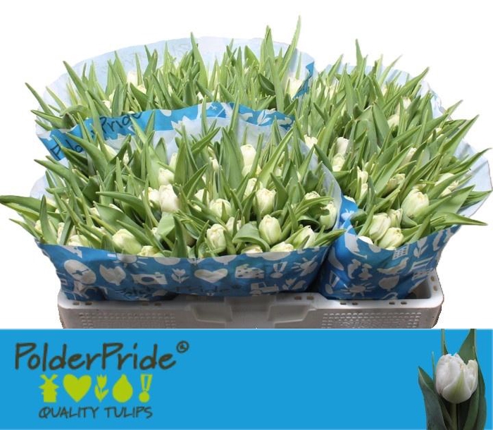 <h4>TU DU NORTHCAP</h4>