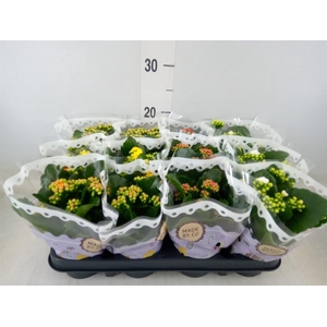 Kalanchoe blos.   ..rosebud mix  5