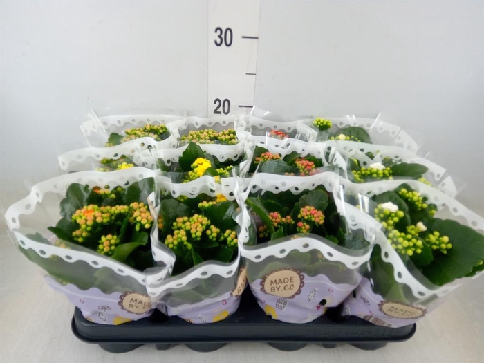 <h4>Kalanchoe blos.   ..rosebud mix  5</h4>
