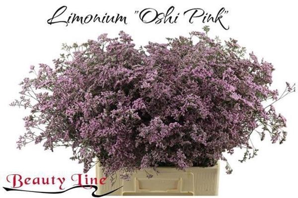 <h4>LIM SAF OSHI PINK</h4>