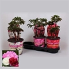 Paeonia 19CM Mix Longlife