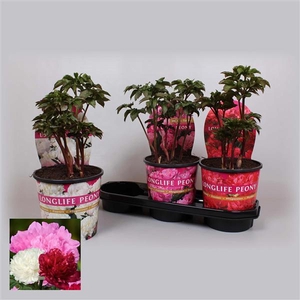 Paeonia 19CM Mix Longlife