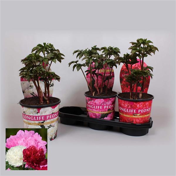 <h4>Paeonia 19CM Mix Longlife</h4>