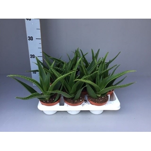 Aloe   ...