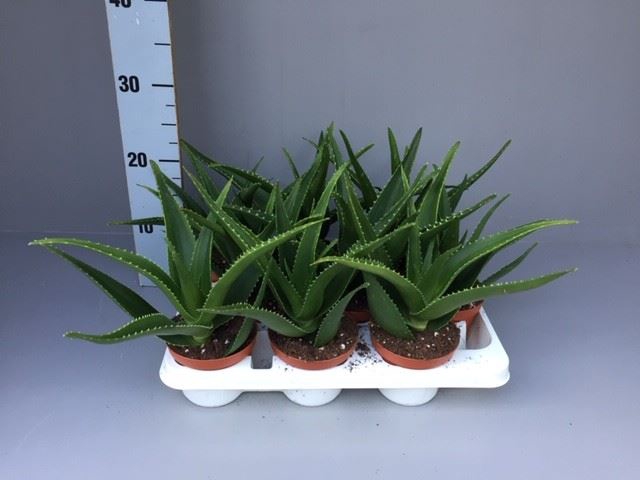 Aloe   ...