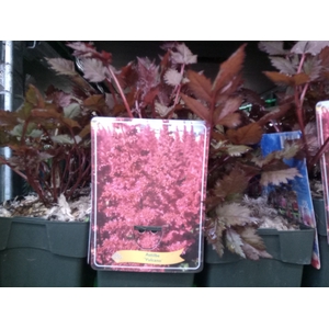 Astilbe   ...mix