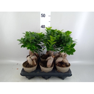 Ficus microcarpa 'Ginseng'