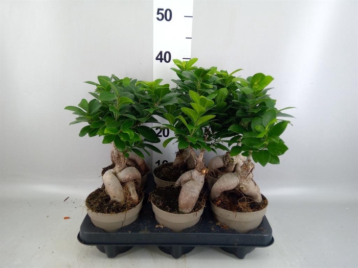 <h4>Ficus microcarpa 'Ginseng'</h4>
