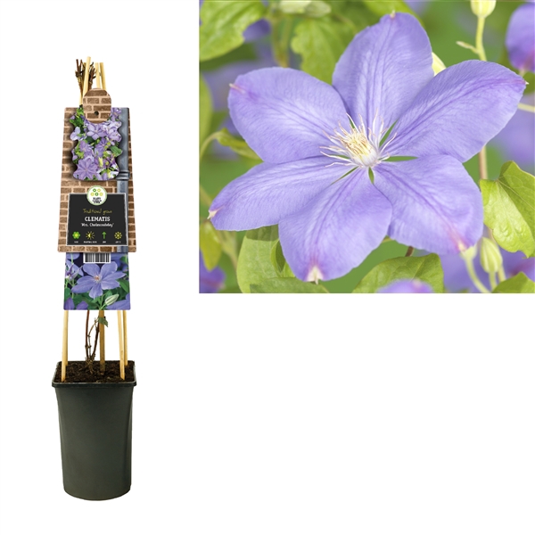 <h4>Clematis 'Mrs. Cholmondeley' 3.0 label</h4>