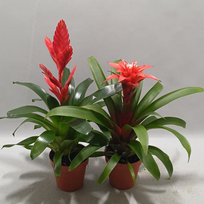 <h4>Bromelia Twinkle en Confetti</h4>