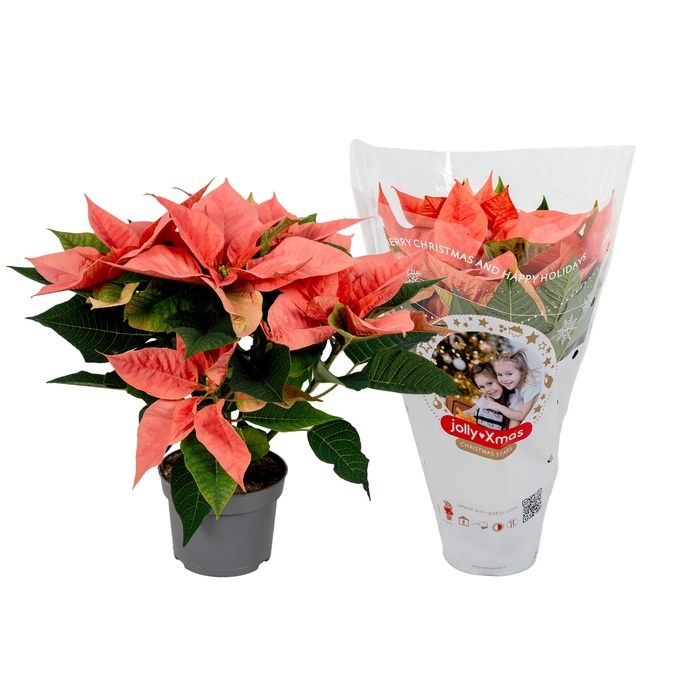 <h4>Euphorbia Abricot jolly Xmas hoes</h4>