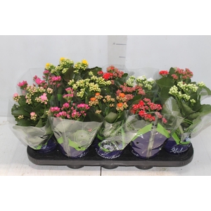 KALANCHOE DOBRADO P11