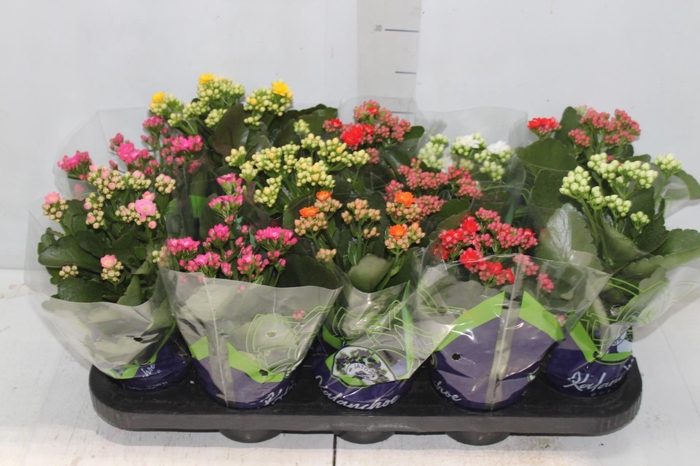 <h4>KALANCHOE DOBRADO P11</h4>