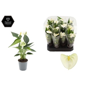 Anthurium 6 cm Everest in transparant sleeve