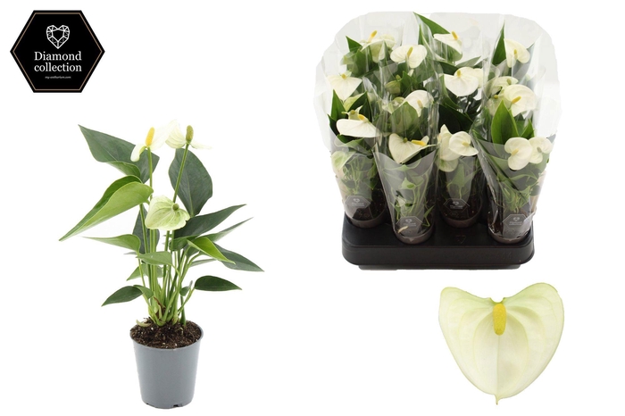 <h4>Anthurium 6 cm Everest in transparant sleeve</h4>