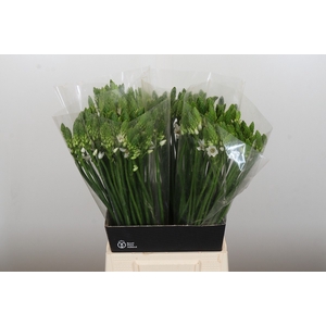 Ornithogalum Thyrsoides