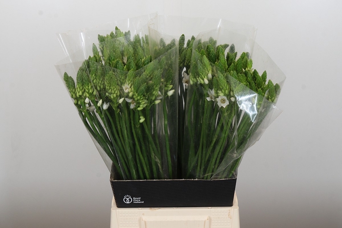<h4>Ornithogalum Thyrsoides</h4>