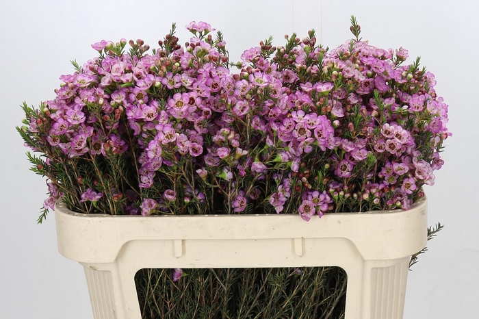 <h4>Chamelaucium Adi</h4>