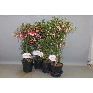 FUCHSIA OV