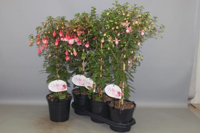 <h4>FUCHSIA OV</h4>