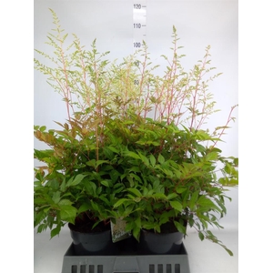 Astilbe japonica 'Whashington'