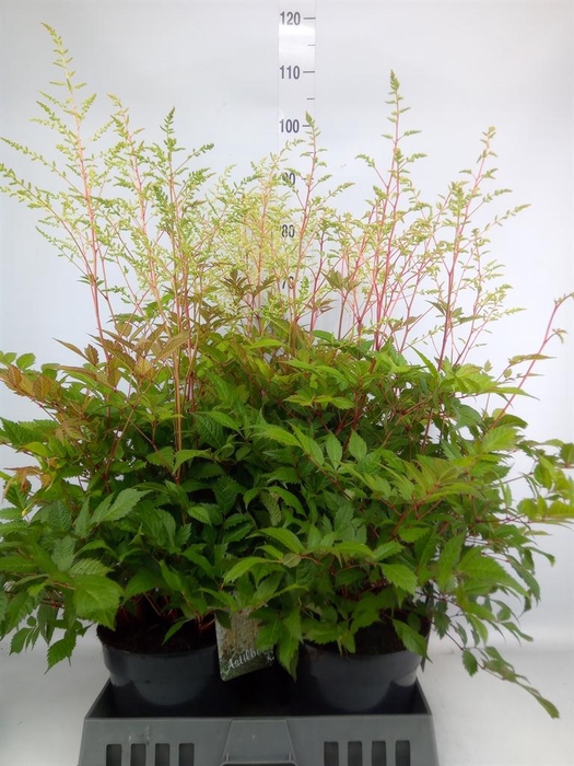 <h4>Astilbe japonica 'Whashington'</h4>