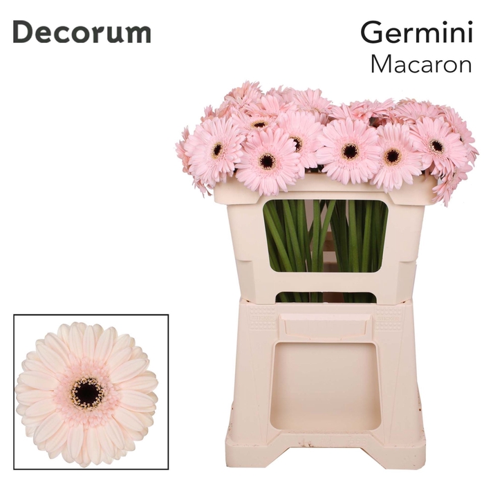 <h4>GERMINI MACARON GE MI MACARON EMMER</h4>
