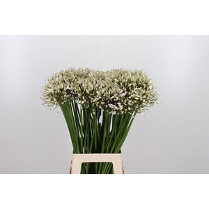 Agapanthus Josephine