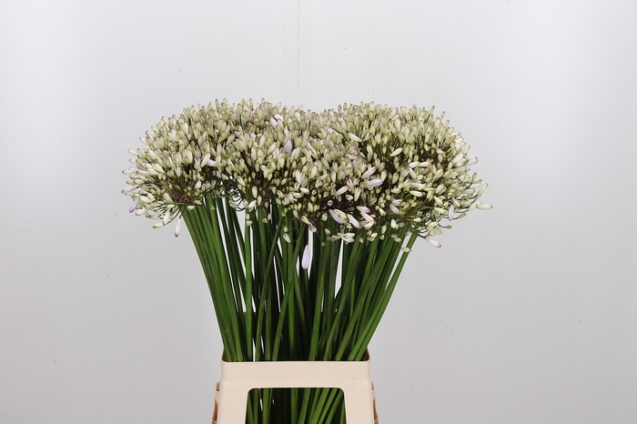 <h4>Agapanthus Josephine</h4>