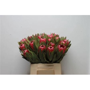 Protea Brenda