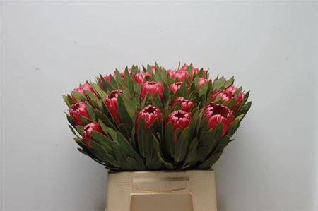 <h4>Protea Brenda</h4>