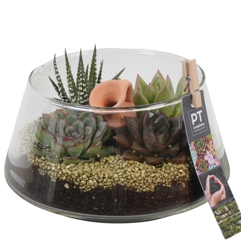 <h4>PTSU8414 Arrangementen succulenten</h4>