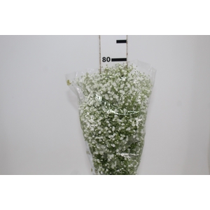GYPSOPHILA DYNAMIC LOVE 070 CM MIN 250 GRAMAS