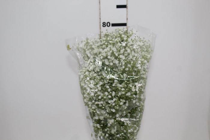 <h4>GYPSOPHILA DYNAMIC LOVE 070 CM MIN 250 GRAMAS</h4>