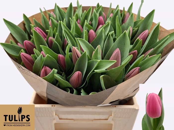 <h4>TU EN JOLENE</h4>