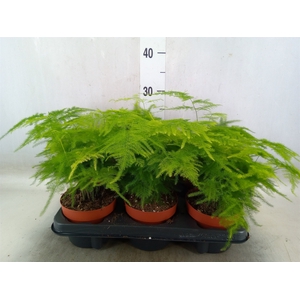 Asparagus setaceus