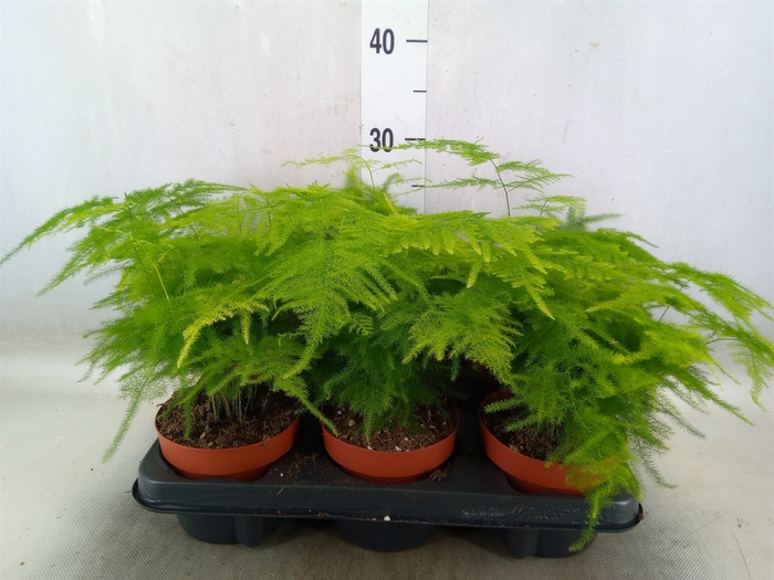 <h4>Asparagus setaceus</h4>