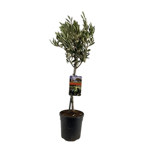 Olea europaea
