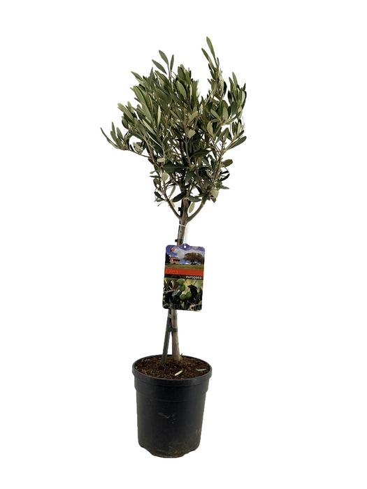 <h4>Olea europaea</h4>