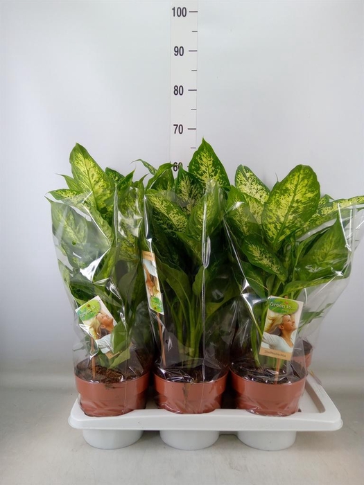 <h4>Dieffenbachia 'Compacta'</h4>