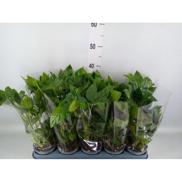 <h4>Fatsia japonica   ...</h4>