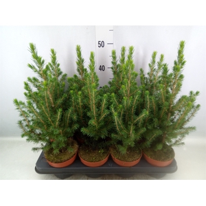 Picea glauca 'Conica'