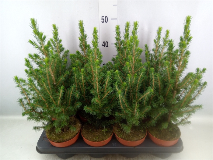 <h4>Picea glauca 'Conica'</h4>