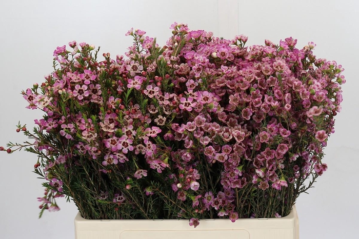 <h4>Chamelaucium Adi</h4>