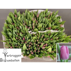 TU EN MARATHON CHAMP