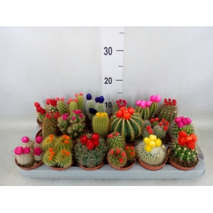Cactus   ...decorated